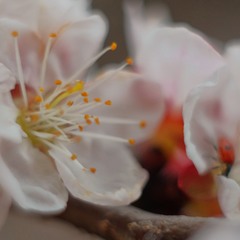 Абрикос цветет