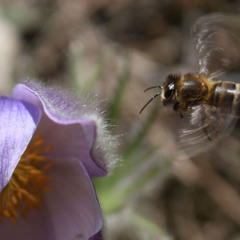 Цветок и Пчела
