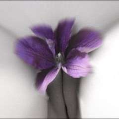 нежный цветок-тонкий лепесток