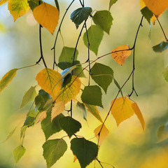 Осеннее листья