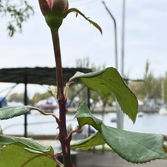 Троянда і ліхтар танцюють