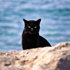 Средиземноморский кот