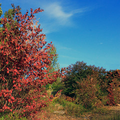 Жагуча осінь