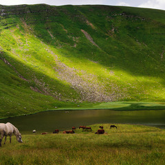 Коні біля гірського озера...