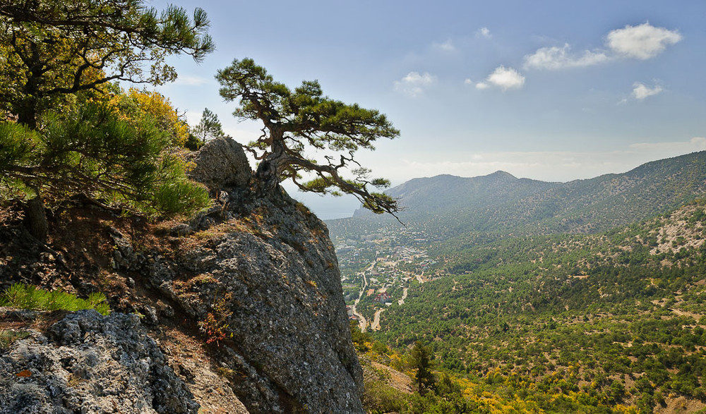 Дерево на скале фото