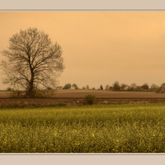 lonely tree at road (version)
