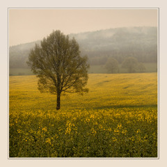 про одинокое  дерево в желтом поле