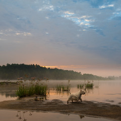 Ранові прогулянки берегом Десни