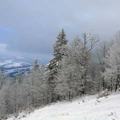Новорічні Карпати