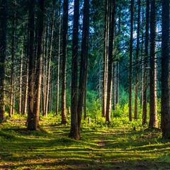 Чарівний ліс