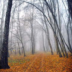 Осінь в тумані