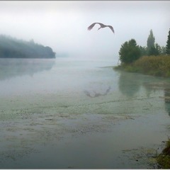 Ранним утром на озере