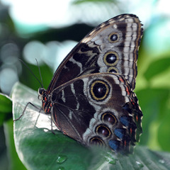 Butterfly_2