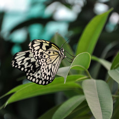 Butterfly_1