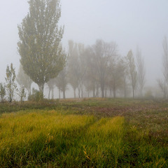 Осенние ковры в тумане...