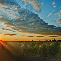 закат над виноградниками