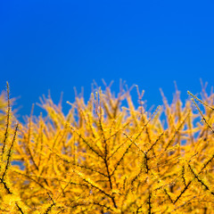 UKRAINE (гималайская лиственница на фоне неба)