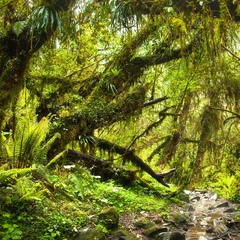 Долина папоротников: Тропический лес