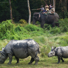 Самка и детеныш индийского носорога (Национальный парк Читван, Непал)