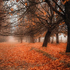 Золота красуня-осінь