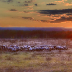 Овцы на закате дня