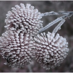 Trifolium Winter