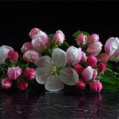 Apple Flowers