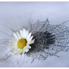 Spider Flower