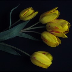 Tulips Portrait