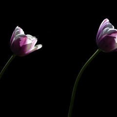 Tulip Twins