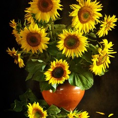 Hot Sunflowers