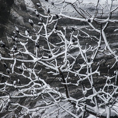 Зимовка уксусного дерева