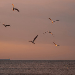Flight of seagulls at sunrise