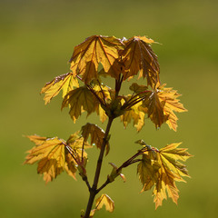 Young maple