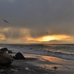 Seagull flight at dawn