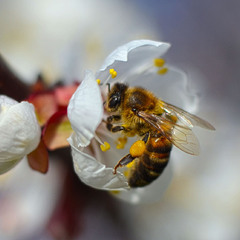 Весенний вылет пчелы на первые цветы абрикоса