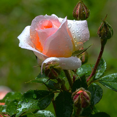 Порцелянова троянда