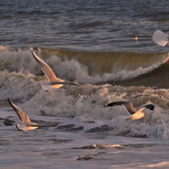 Seagulls flying over the waves