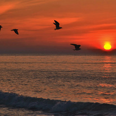 Sunrise and Seagulls