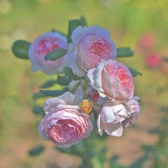 Gentle autumn withering roses