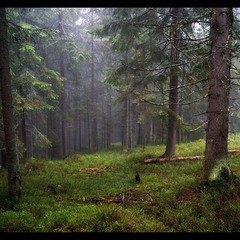Misty Forest #2