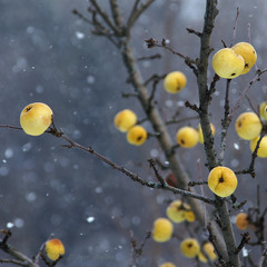 "Яблоки на снегу"