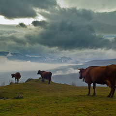 Пейзаж с коровами