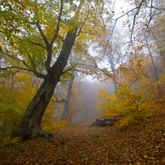 Туманный лес Демерджи