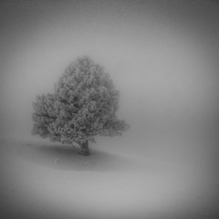 Черно белое дерево