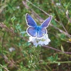 Dark blue butterfly
