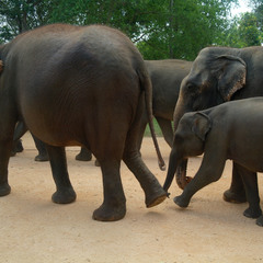 По улице слоны ходили
