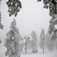 Ёллочки в тумане и в снегу