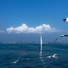 Панорама Стамбула украшеная чайками и одиноким парусом