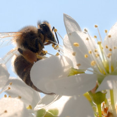 Пчелиный труд